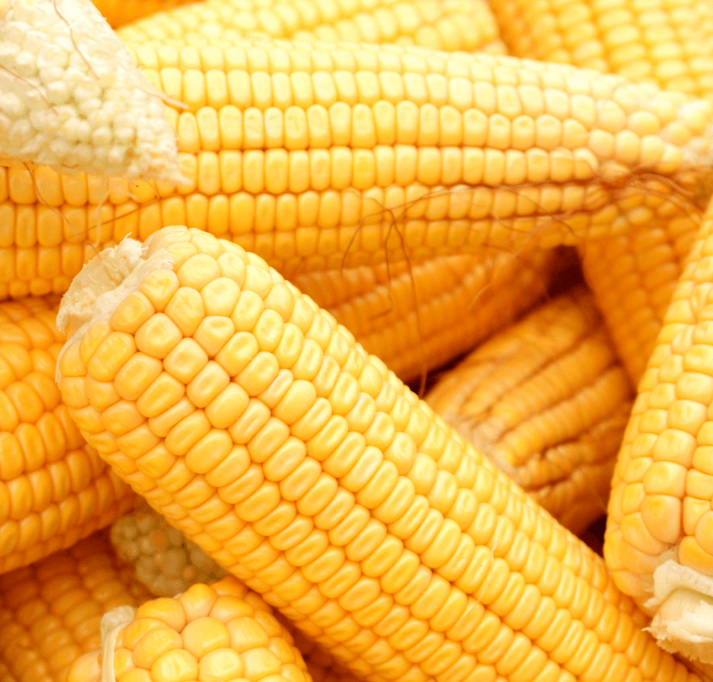 Corn
